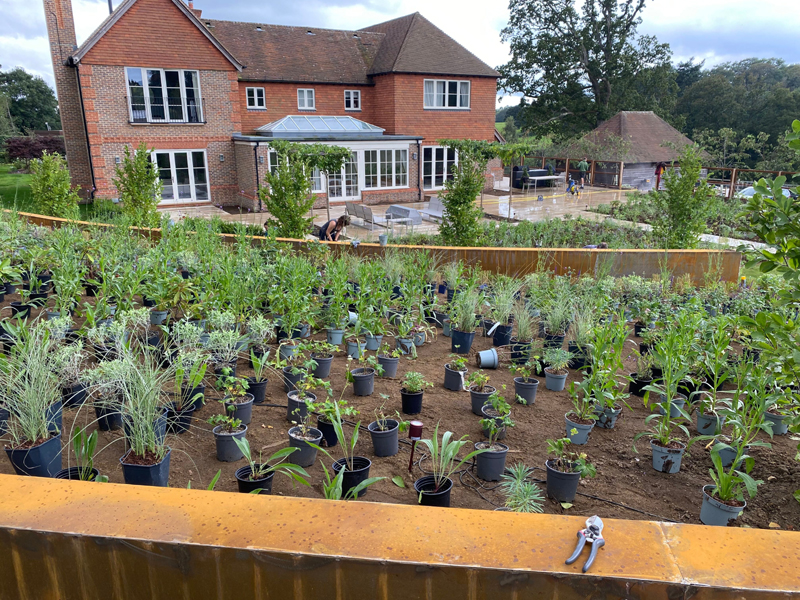 View from above of newly arrived plants