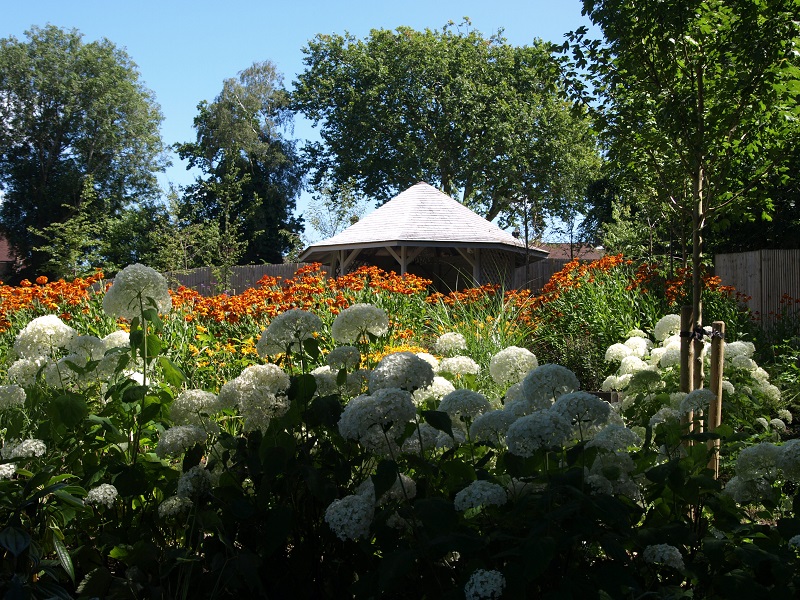 Hydrangea Arborescens Annabelle - good for shade