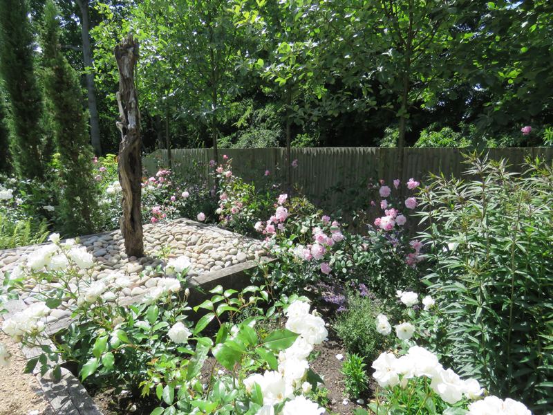 Sorbus Aria line of trees