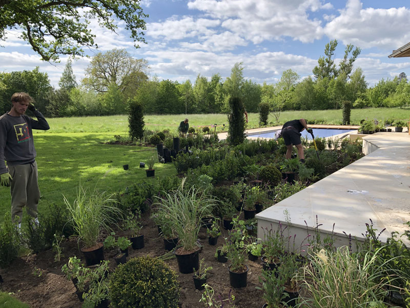 Planting. Planting design. Sussex meadow design.