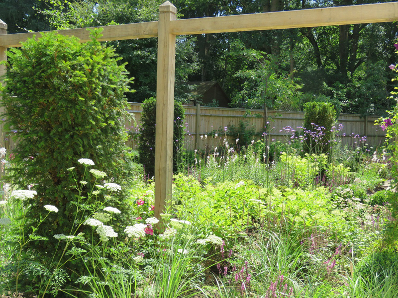 Ammi visnaga. Climbers. Yew columns. Planting design. Sussex Garden Design.