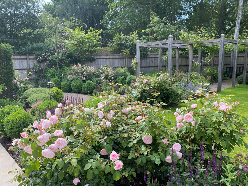 Rosa Queen of Sweden. Planting design Sussex. Garden designer Sussex. Planted borders.