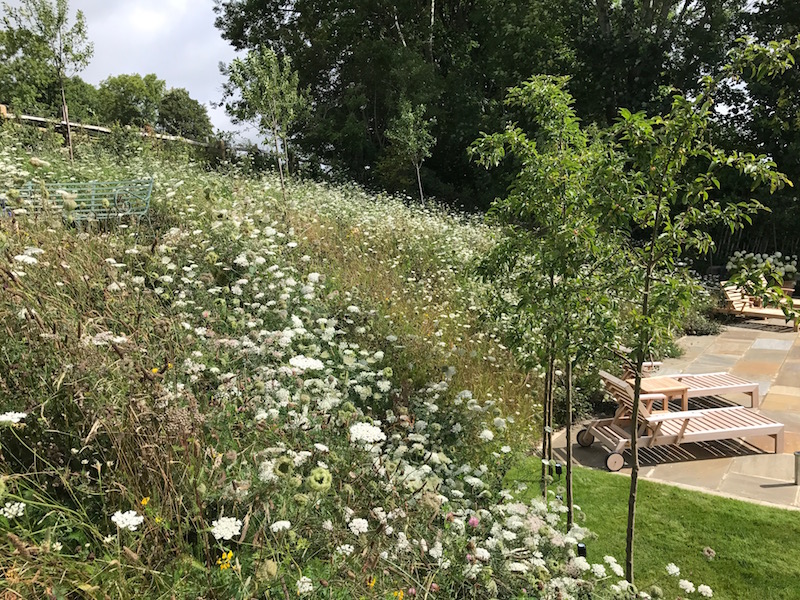 The meadow slope in full summer